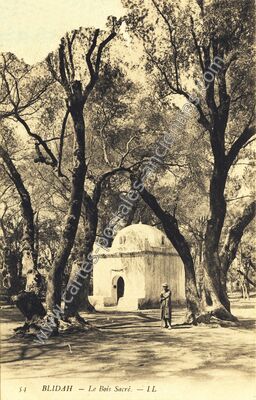 Carte postale ancienne Le Bois Sacré — Blida — Algérie