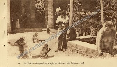 Carte postale ancienne Gorges de la Chiffa au Ruisseau des Singes — Blida — Algérie