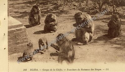 Carte postale ancienne Gorges de la Chiffa. — Familiers du Ruisseau des Singes — Blida — Algérie