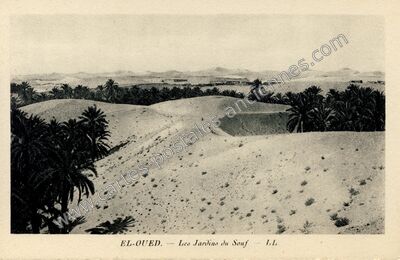 Carte postale ancienne Les Jardins du Souf — El Oued — Algérie