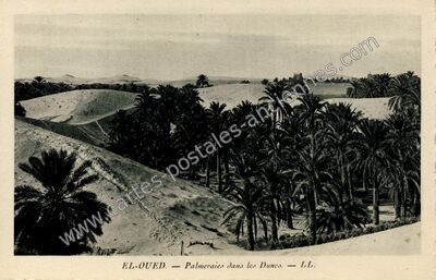 Carte postale ancienne Palmeraies dans les Dunes — El Oued — Algérie