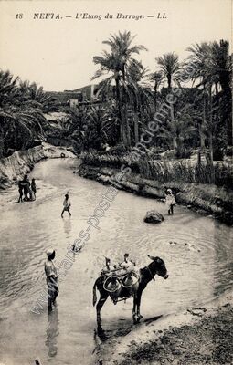 Carte postale ancienne L'Etang du Barrage — Nefta — Algérie