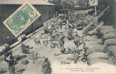 Carte postale ancienne RIVER-GAMBIA - Picking of ground nuts — Bathurst — Gambie