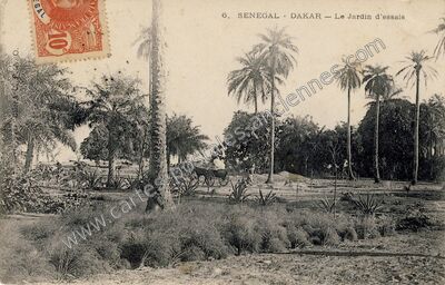Carte postale ancienne Le Jardin d'essais — Dakar — Sénégal