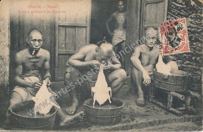 Carte postale ancienne Chinois plumeurs de Canards — Hanoi — Viet-Nam