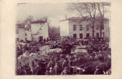 Carte postale ancienne Le Champ de Foire — Pisany (Charente-Maritime)