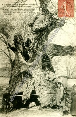 Carte postale ancienne Le Chêne de Montravail — Pessines (Charente-Maritime)