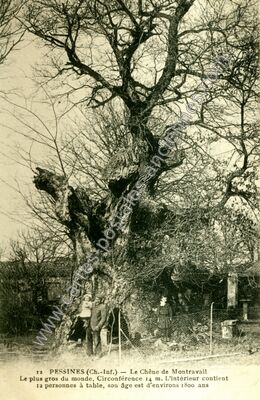 Carte postale ancienne Le Chêne de Montravail — Pessines (Charente-Maritime)