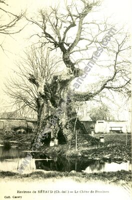 Carte postale ancienne Le Chêne de Pessines — Pessines (Charente-Maritime)