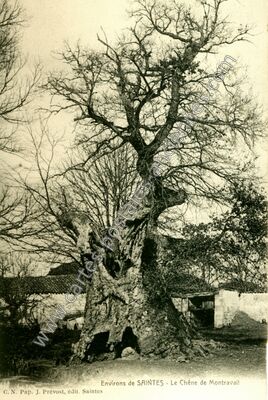 Carte postale ancienne Le Chêne de Montravail — Pessines (Charente-Maritime)