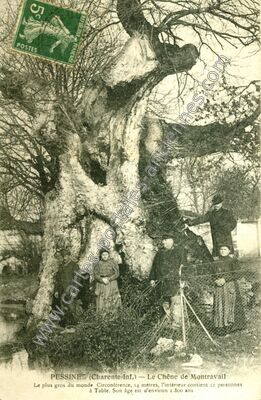 Carte postale ancienne Le Chêne de Montravail — Pessines (Charente-Maritime)