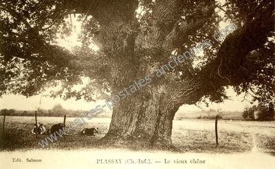 Carte postale ancienne Le vieux chêne — Plassay (Charente-Maritime)