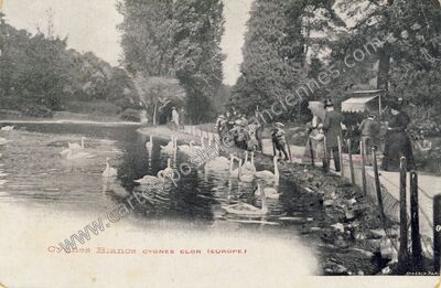 Carte postale ancienne Cygnès Blancs CYGNES ELOR — Lyon (Rhône)