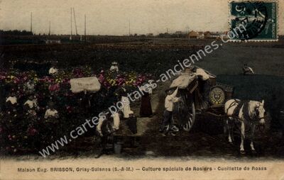 Carte postale ancienne Maison Eug. BRISSON - Culture spéciale de Rosiers - Cueillette de Roses — Grisy-Suisnes (Seine-et-Marne)