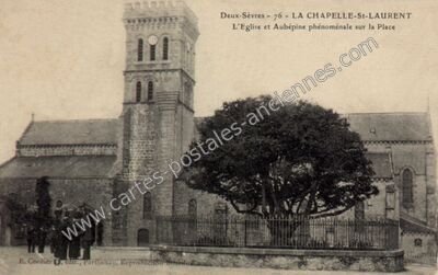 Carte postale ancienne L'Eglise et Aubépine phénoménale sur la Place — La Chapelle-Saint-Laurent (Deux-Sèvres)
