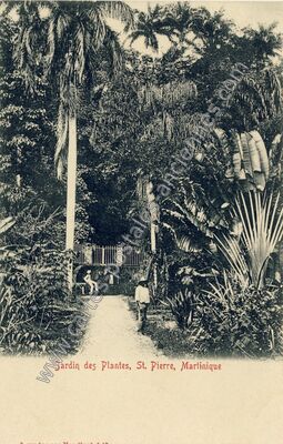 Carte postale ancienne Jardin des Plantes — st Pierrex (Martinique)