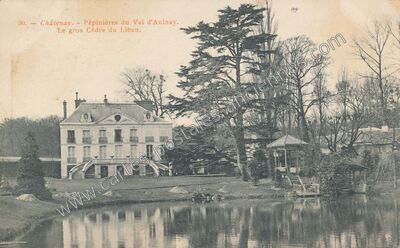 Carte postale ancienne Pépinières du Val d'Aulnay. Le gros Cèdre du Liban — Châtenay (Eure-et-Loir)